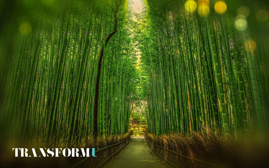 Lessons from the Bamboo: 3 Must-Have Skill Sets to Create a Resilient Mindset